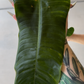 Philodendron Sharoniae