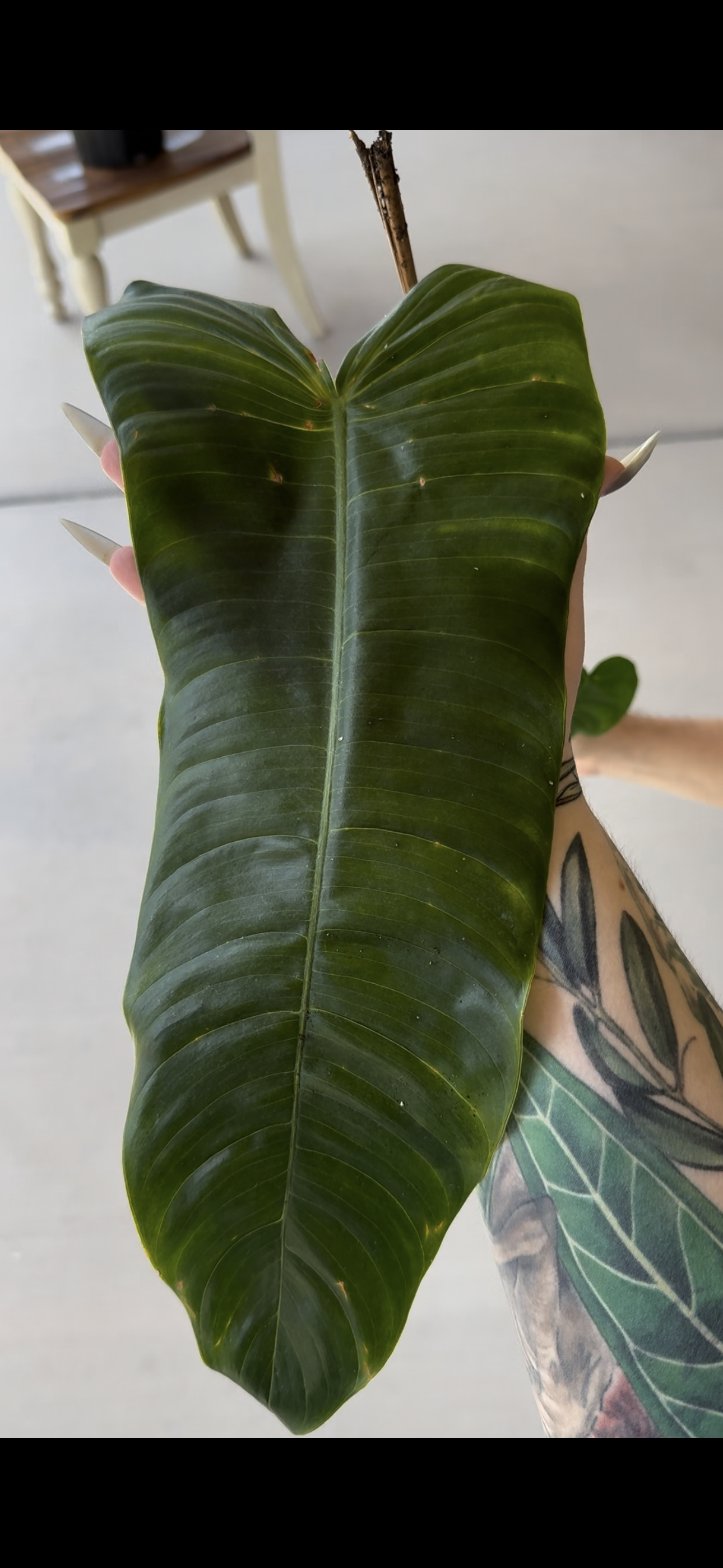 Philodendron Sharoniae