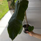 Philodendron Sharoniae