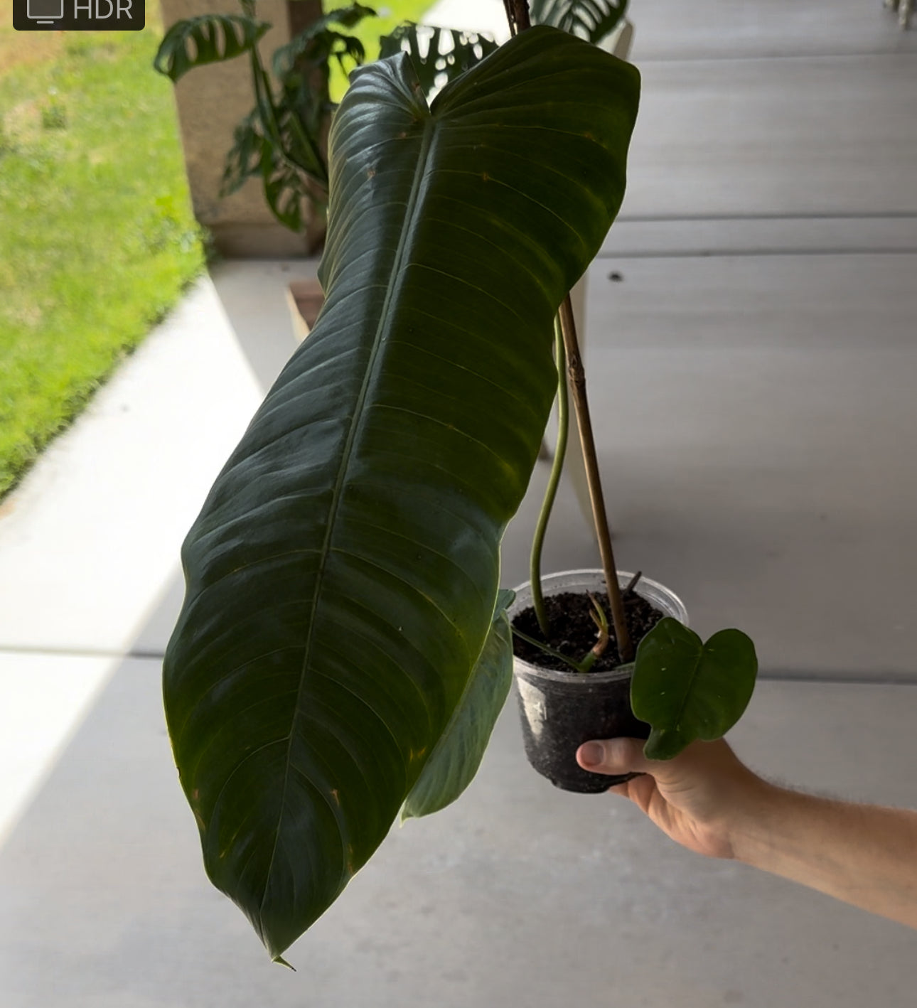 Philodendron Sharoniae