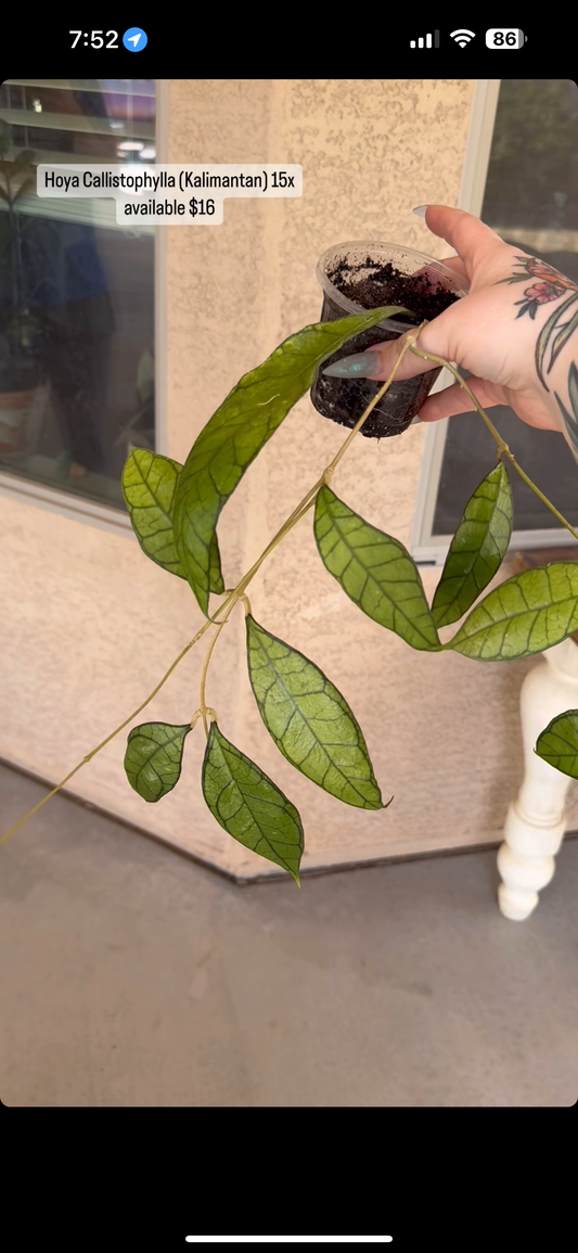 Hoya Callistophylla (Kalimantan)