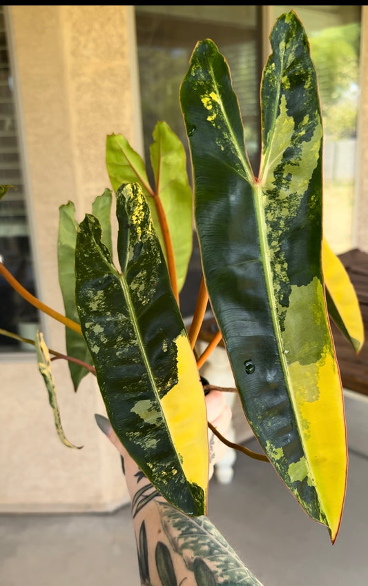 Variegated Philodendron Billietiae