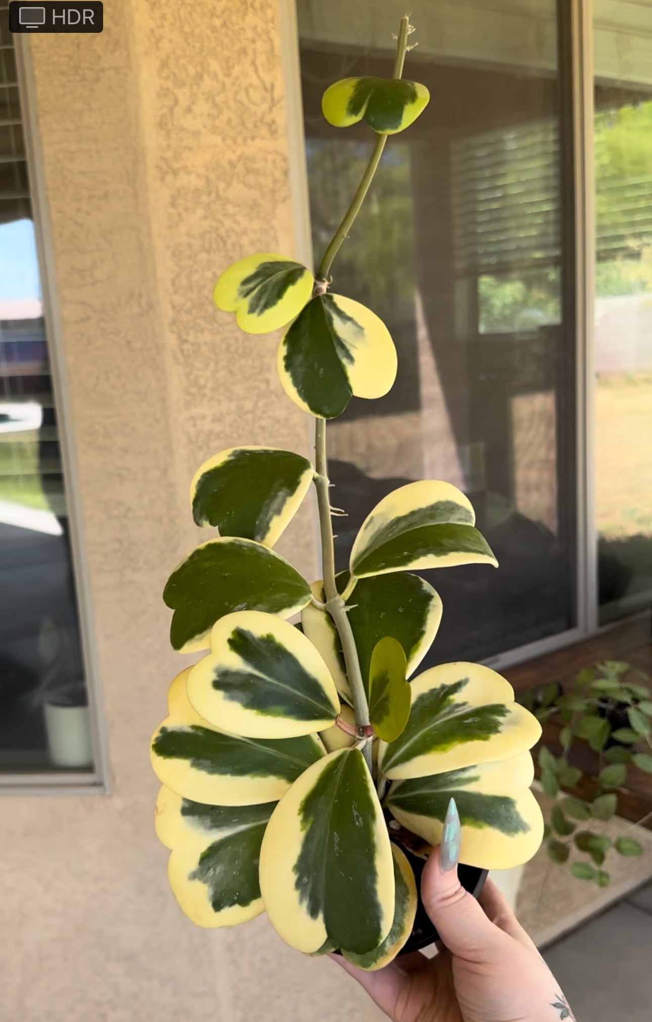 Hoya Kerii Variegated