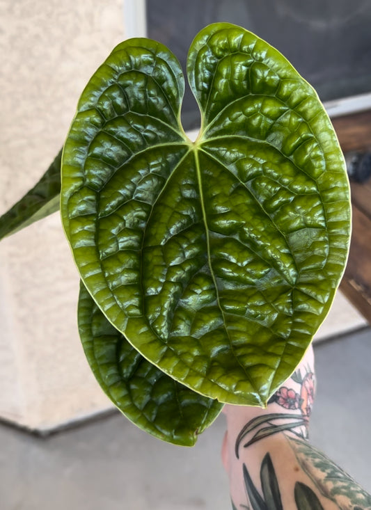 Anthurium Luxurians