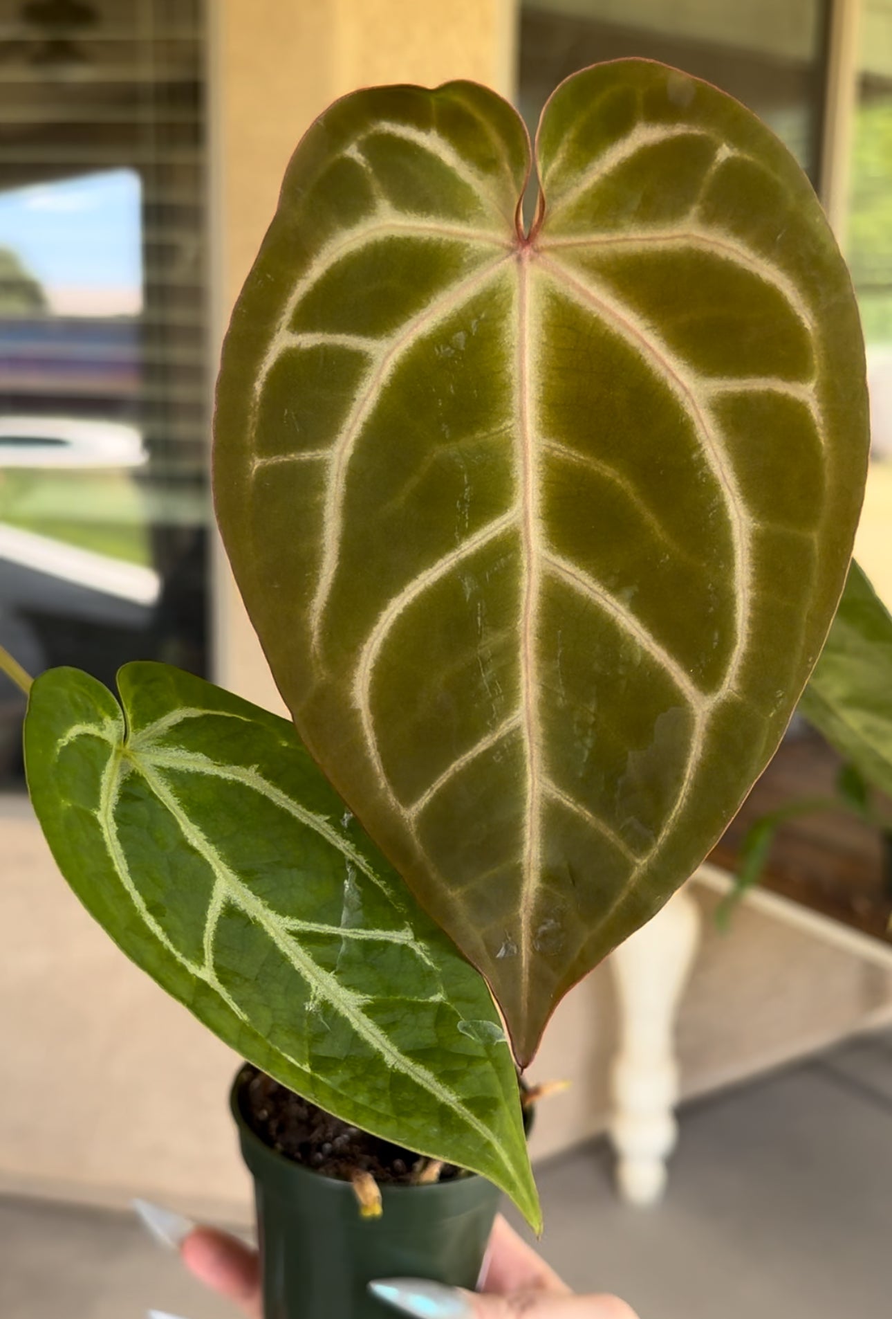 Anthurium Magnificum X Doc