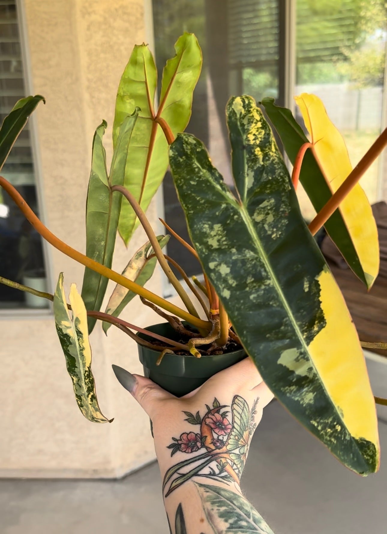 Variegated Philodendron Billietiae