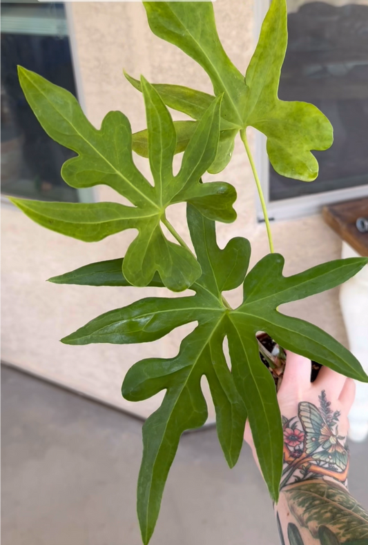 Anthurium Podophyllum