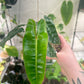 Philodendron billietiae