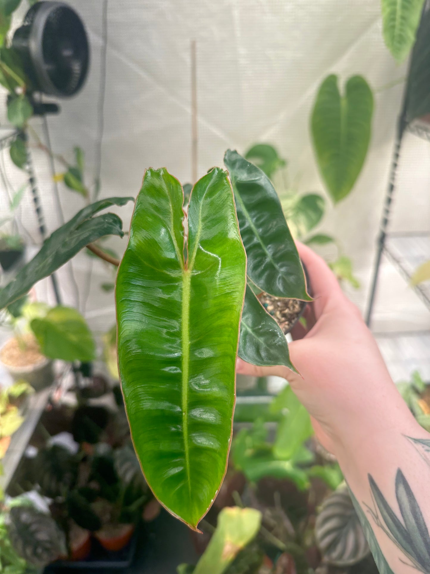 Philodendron billietiae