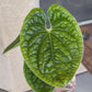 Anthurium Luxurians