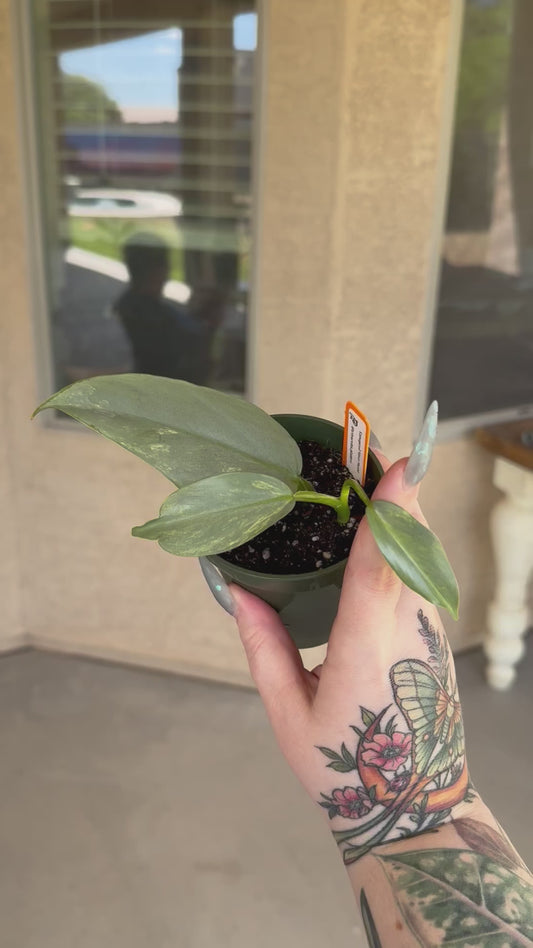 Philodendron Variegated Silver Sword