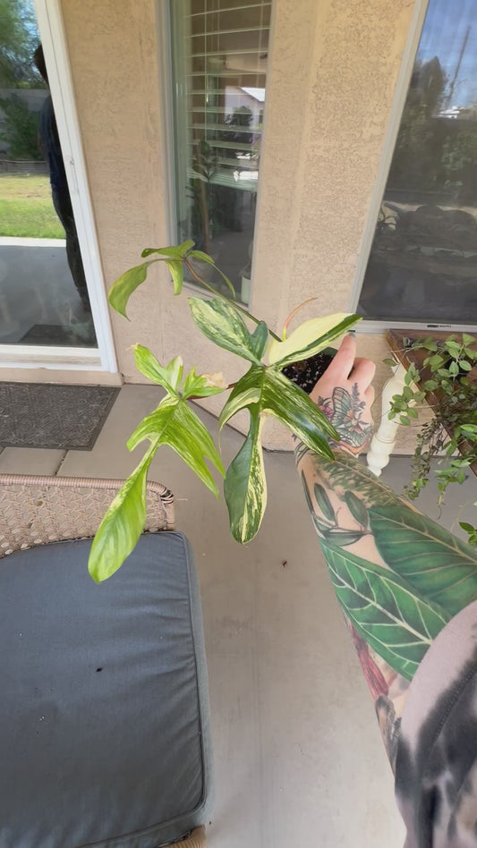 Philodendron Florida Beauty