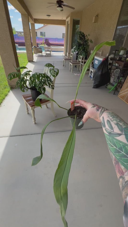 Anthurium Variegated Vittariifolium