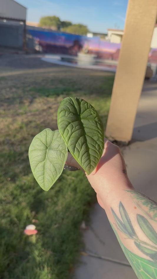 Alocasia Melo