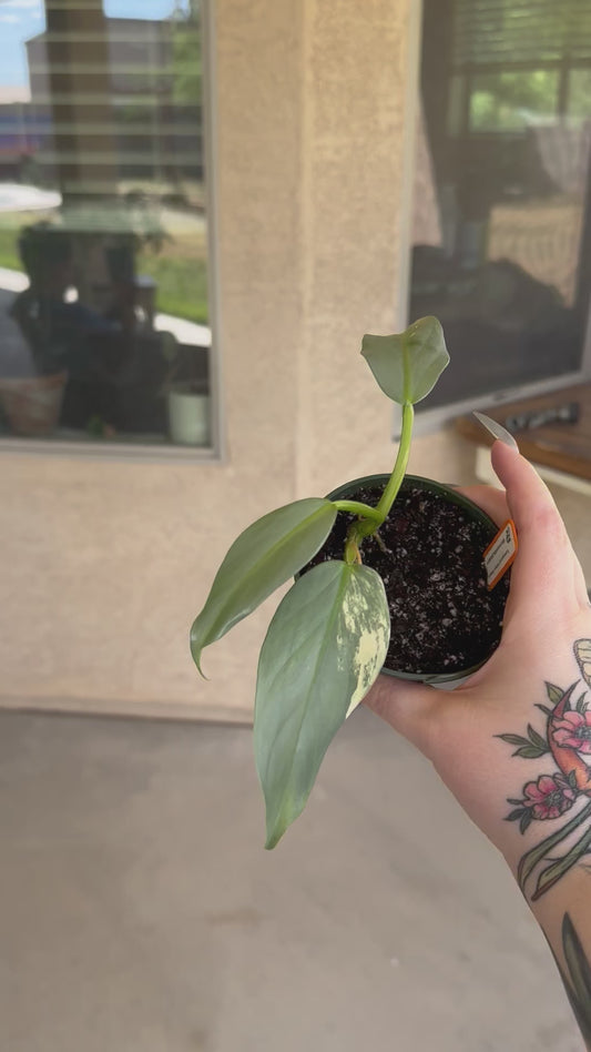 Philodendron Variegated Silver Sword