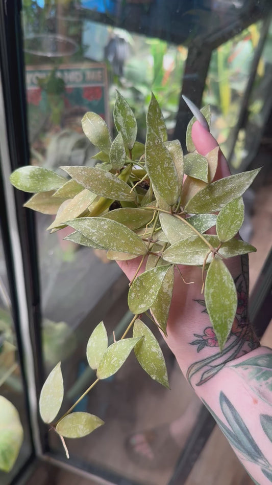 Hoya Gracillis (Sunstressed)