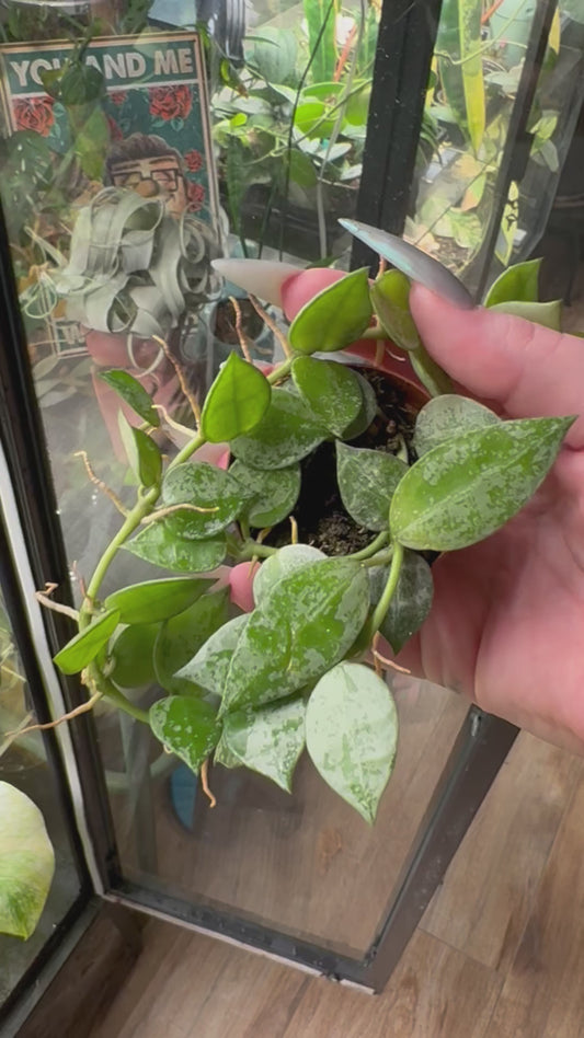 Hoya Krohiana Silver