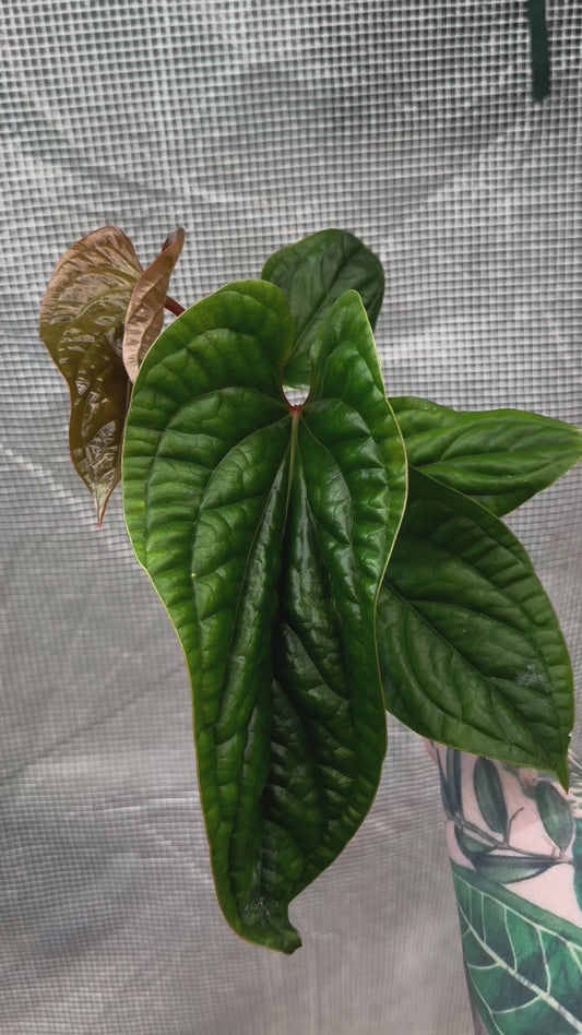 Anthurium Radicans X Luxurians