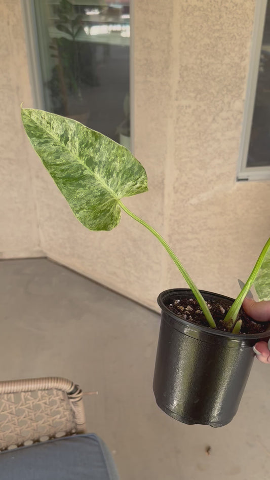 Philodendron Giganteum Blizzard