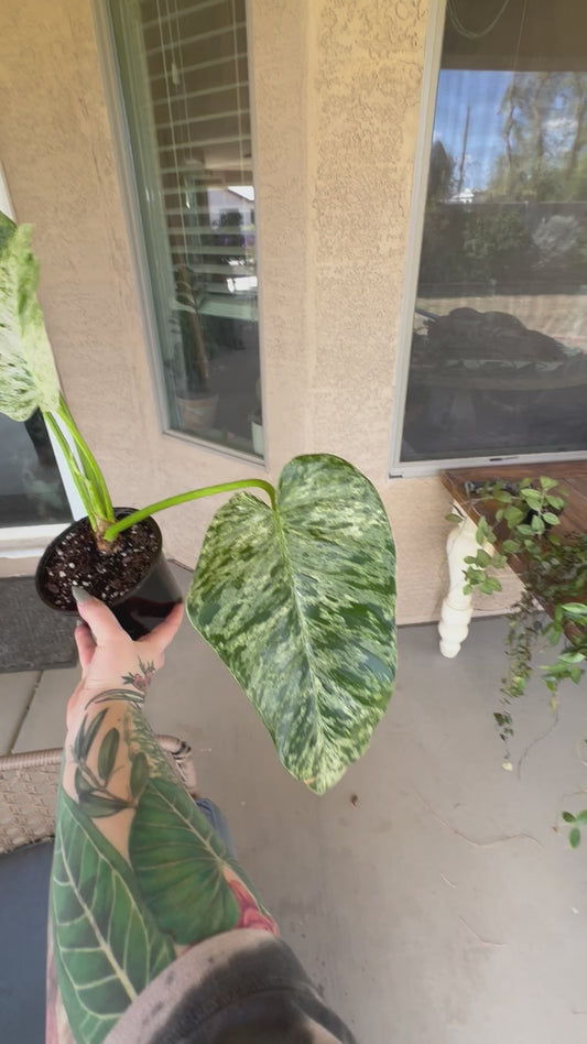 Philodendron Giganteum Blizzard