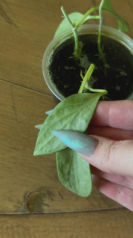 Hoya New Guinea Ghost rooted cutting