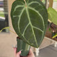 Anthurium Magnificum X Doc