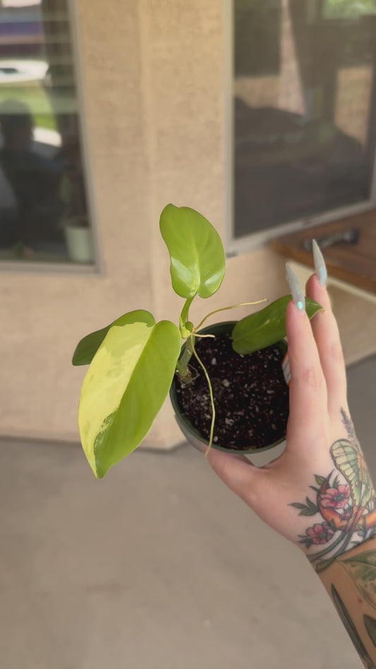 Philodendron Violin Variegated