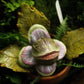 Audrey II Seedling