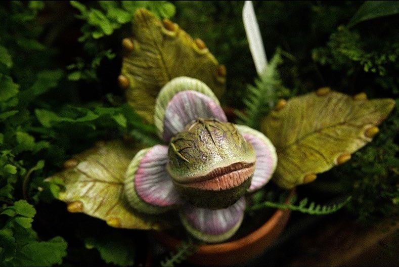 Audrey II Seedling