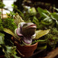 Audrey II Seedling