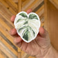 Albo Monstera Sticker