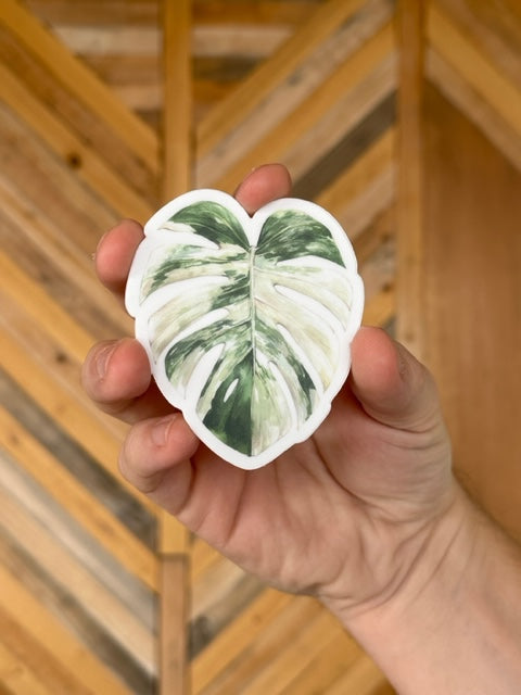 Albo Monstera Sticker