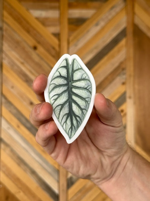 Alocasia 'Silver Dragon' Sticker