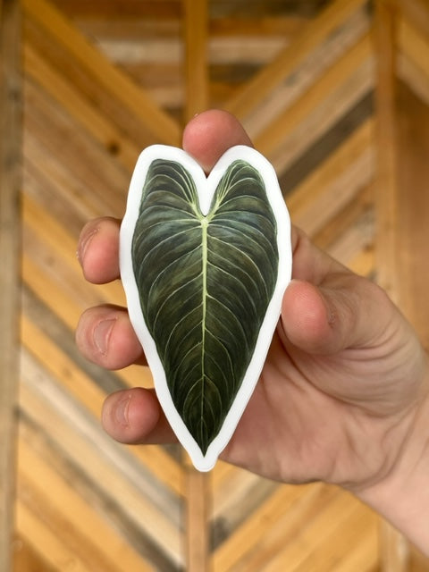 Philodendron Melanochrysum Sticker