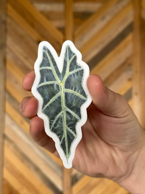 Alocasia 'Polly' Sticker