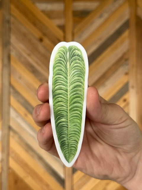 Anthurium Veitchii Sticker