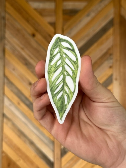 Monstera Adansonii Sticker