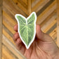 Syngonium 'Batik' Sticker