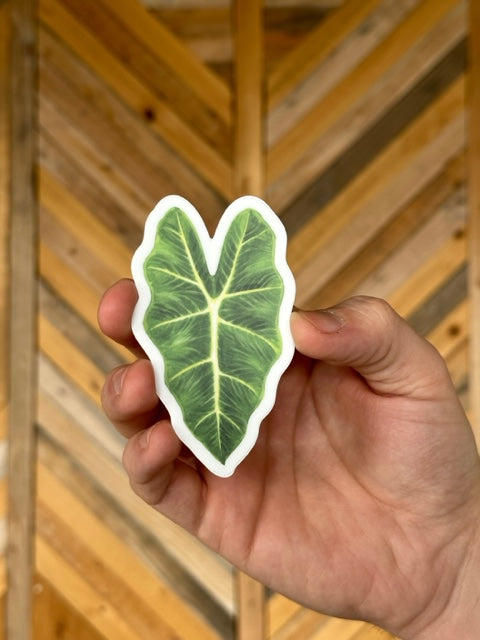 Alocasia 'Frydek' Sticker