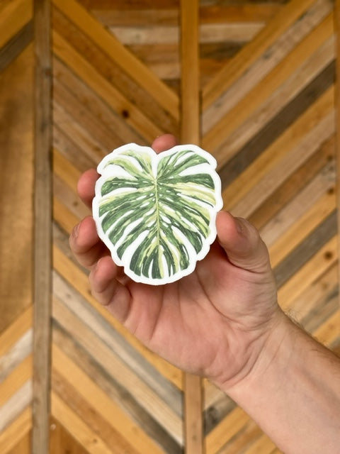 Monstera 'Thai Constellation' Sticker