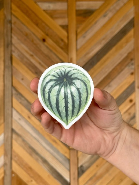 Peperomia Argyreia (Watermelon) Sticker