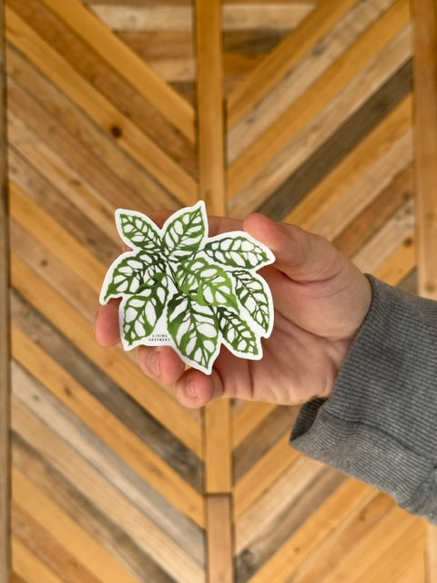 Monstera Obliqua Peru Sticker