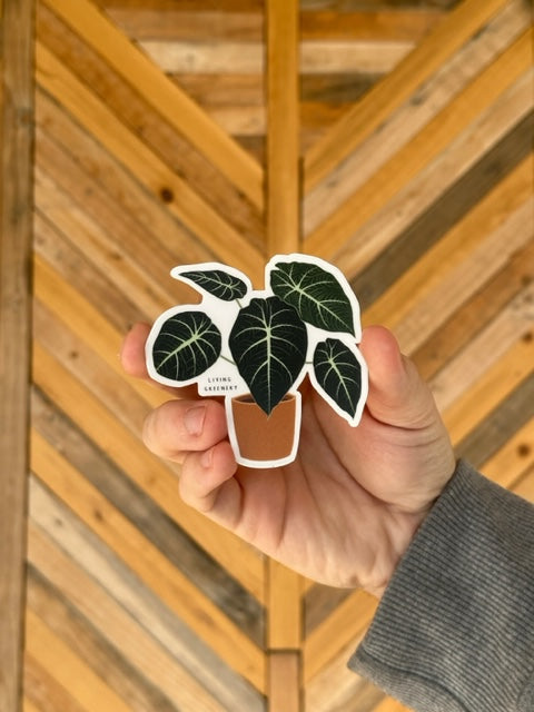 Alocasia Black Velvet Sticker