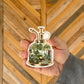 Greenhouse Mister Sticker