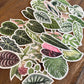 Albo Monstera Sticker