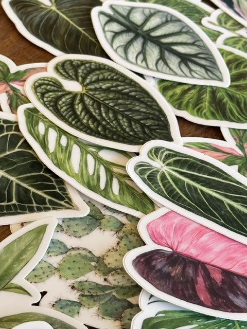 Philodendron Melanochrysum Sticker