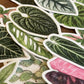 Albo Monstera Sticker