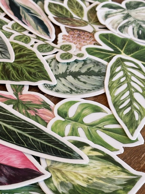 Monstera 'Thai Constellation' Sticker