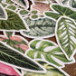 Albo Monstera Sticker