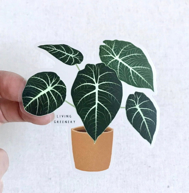 Alocasia Black Velvet Sticker